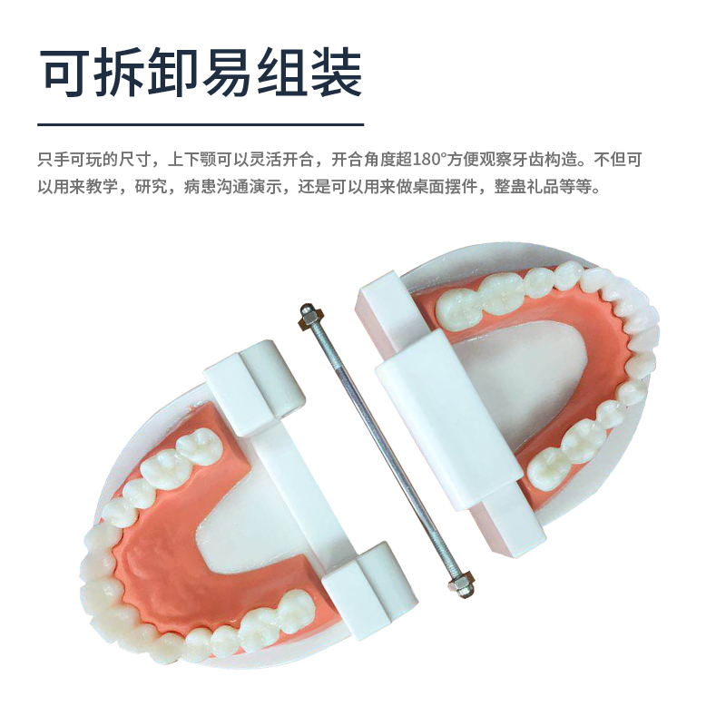 口腔護理模型