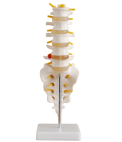 自然大腰椎帶尾椎骨模型