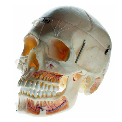 成人頭顱骨附血管神經模型
