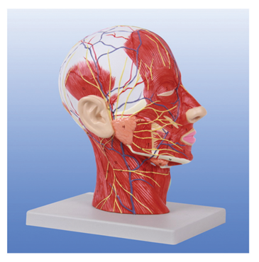 頭頸部神經(jīng)血管模型