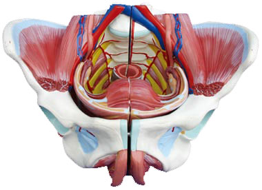 女性骨盆附生殖器官與血管神經(jīng)模型